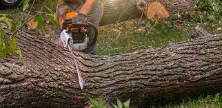 Best Firewood Processing and Delivery  in Waialua, HI