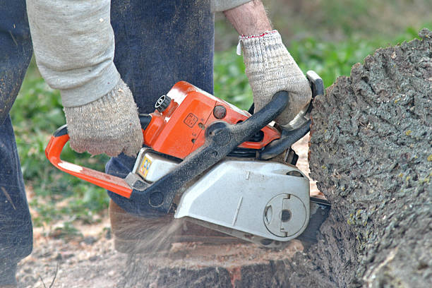 Reliable Waialua, HI Tree Care Solutions