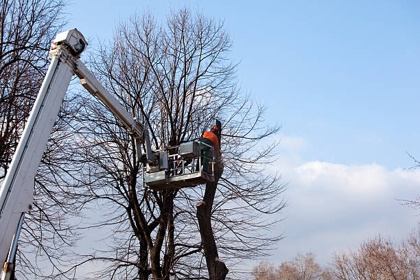 Best Tree Removal  in Waialua, HI
