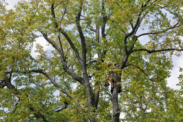 Best Commercial Tree Services  in Waialua, HI